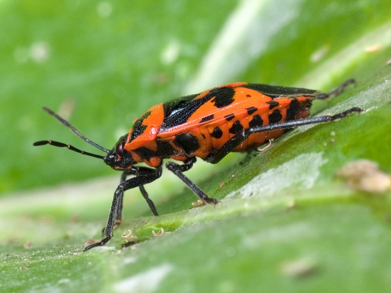 Eurydema (Rubrodorsalium) spectabilis Horváth, 1882